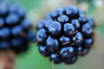 Blackberry Shortcake 