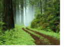 I Will Pass This Way Again 